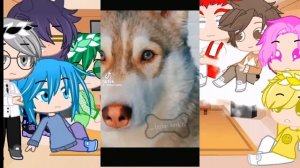 Реакция 13 карт на питомцев Вару