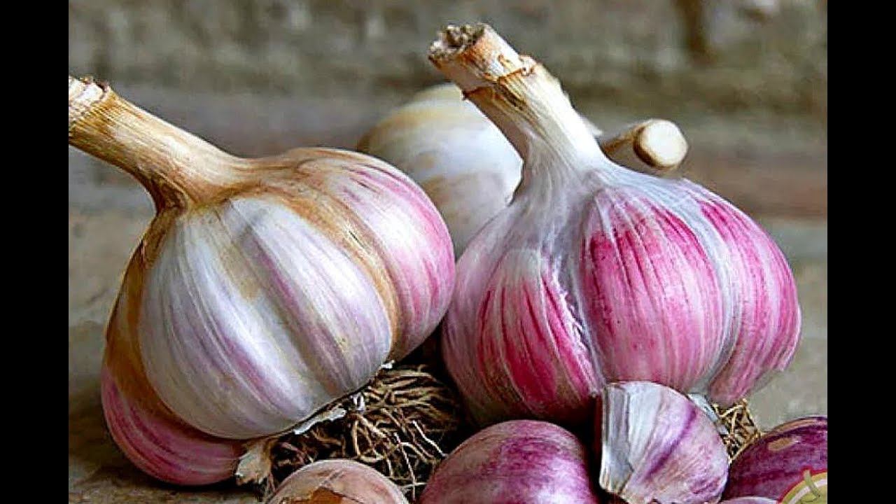 Как всегда выращивать крупный чеснок? Секреты выращивания чеснока. смотреть онлайн