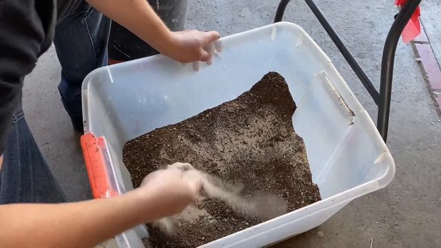Potting Baja Organ Pipe Cactus cutting ( Stenocereus Stellatus ) смотреть онлайн
