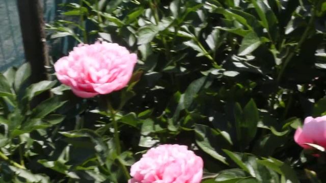 Etched Salmon | R2 Flowers | Peonies смотреть онлайн