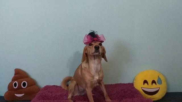 Собака Тафи и разные шапки смотреть онлайн