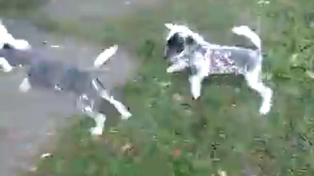 Пуховый щенок китайской хохлатой смотреть онлайн