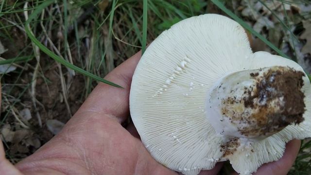El lactario pimentero. Lactarius piperatus. Identificación. смотреть онлайн