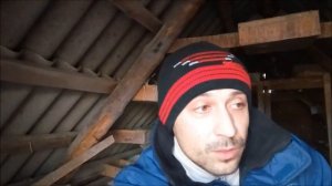 Курский голуб, а голубка Николаевская, что будет если их спаровать? Ответ на вопрос комментарий № 2