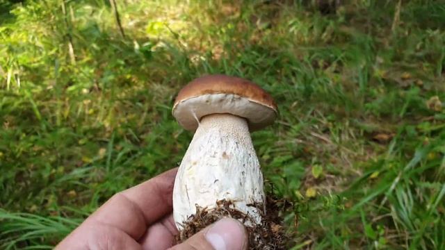 ПРОЩАЙТЕ !!! НАС ЗАХВАТИЛИ В ПЛЕН БЕЛЫЕ ГРИБЫ ! НЕТРОНУТЫЙ ЛЕС ! Грибы 2021 ! смотреть онлайн