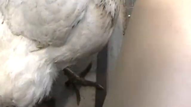 Как сделать поводок для кур смотреть онлайн