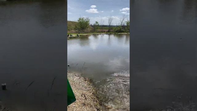 Платная рыбалка, пруд Чёрные камни 03.05.23. Добавили карпа. смотреть онлайн