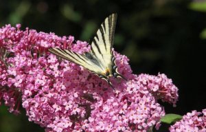 Буддлея РЕЛАКС АРТ-ТЕРАПИЯ ИМПРОВИЗАЦИЯ композитор Виктор Анохин #музыка #instrumental #цветы #piano