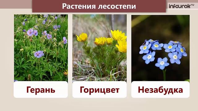 Лесостепь | Окружающий мир 3 класс #21 | Инфоурок смотреть онлайн