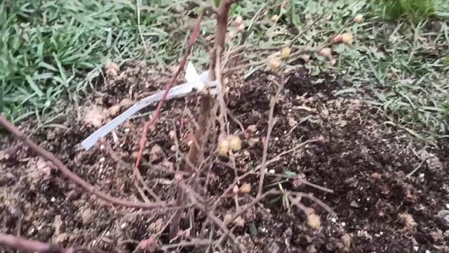 Весенняя подкормка голубики. Все просто!!!