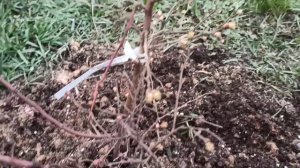 Весенняя подкормка голубики. Все просто!!!