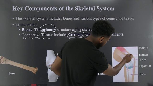 Grade 8 General Science Unit 4: 4.3.1. Structural components of skeletal system- Part 1 смотреть онлайн