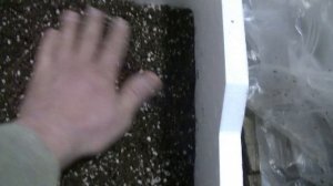 Размножаем ежевику Блэк Джем, малину Маравилла и другие,начало