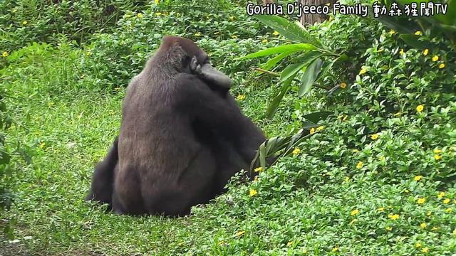 D'jeeco Family|Gorilla|Taipei zoo|Tayari and Iriki play together, Ringo calmly lie on his mother смотреть онлайн