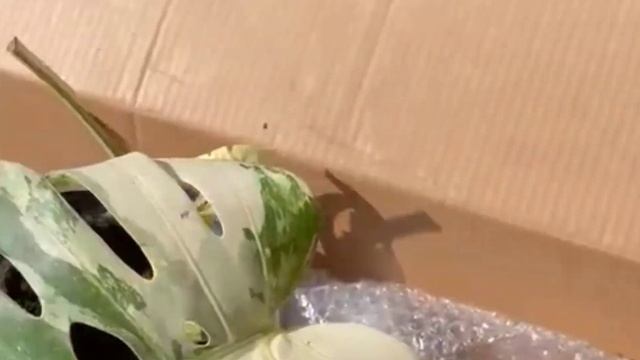 Распаковка редкого растения - монстеры Делициозы вариегатной смотреть онлайн