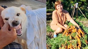 Вот это урожай! | Банный день у Умки | Краснодарский край