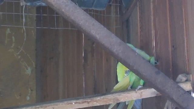 ПОПУГАЙ КРАМЕРА - Ожереловый Индийский кольчатый попугай смотреть онлайн