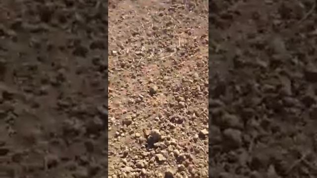 Опрыскивание Магнум предварительные результаты смотреть онлайн