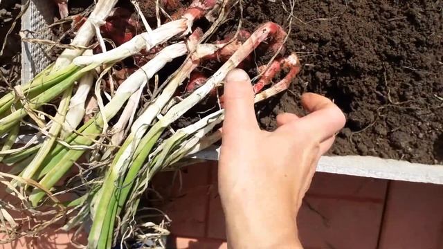 Кудымкарский семейный лук. смотреть онлайн