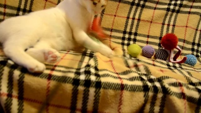 Москва.В хорошие руки отдам кошку.Матрёшка! смотреть онлайн