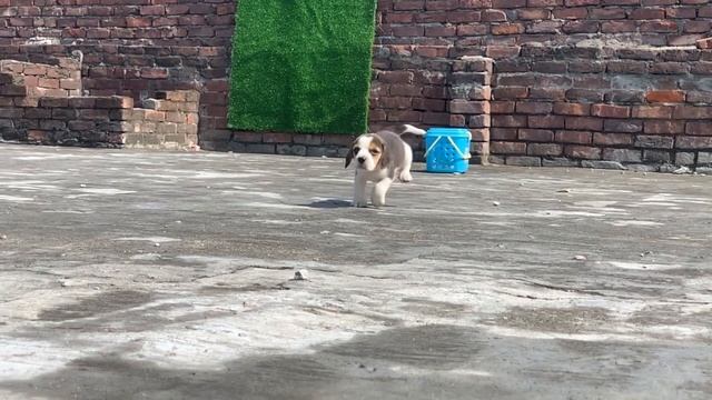 Beagle Tricolor Male Puppy Breeders Rate 9888717870 Ludhiana Punjab смотреть онлайн