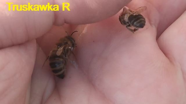 Пчёлы. Диагностика по нижнему летку. Зимовка, корма, влажность, расположение клуба. #TruskawkaR смотреть онлайн