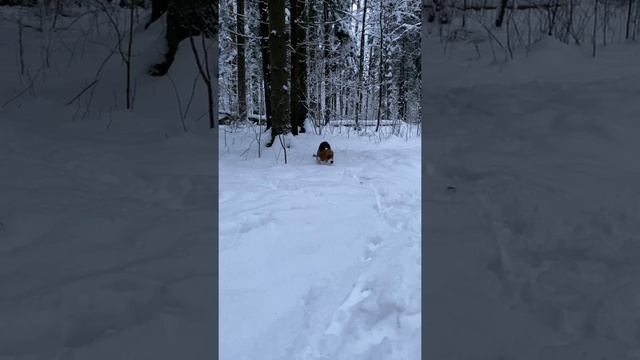 Любимая Игра Бигля / Beagle's Favorite Game смотреть онлайн