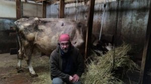 Где купить и сколько стоит АЙРШИРСКАЯ корова?!