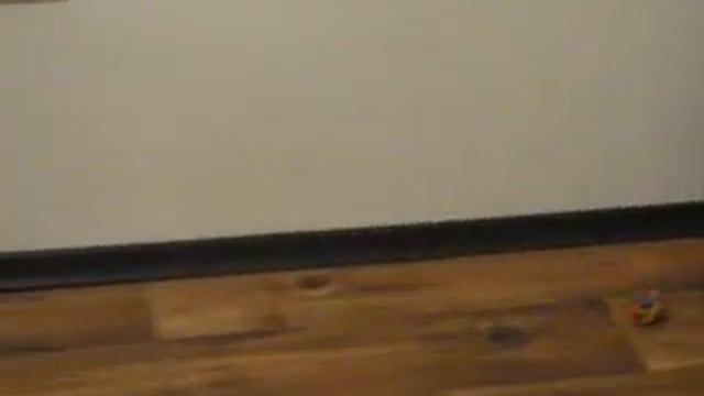 Веник, апорт! (Fetch! funny cat) смотреть онлайн
