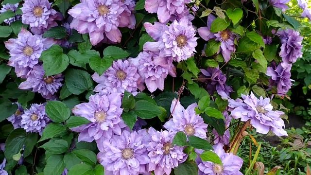 Клематисы в моём саду. смотреть онлайн