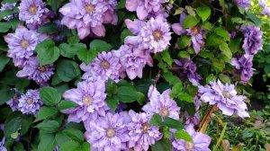 Клематисы в моём саду.