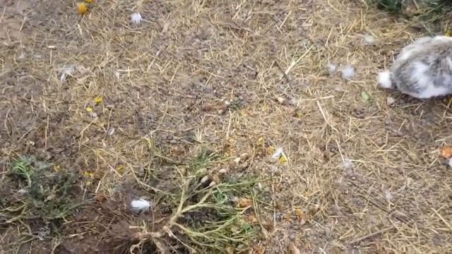 Внучки запустили речных раков в аквариум...??? смотреть онлайн