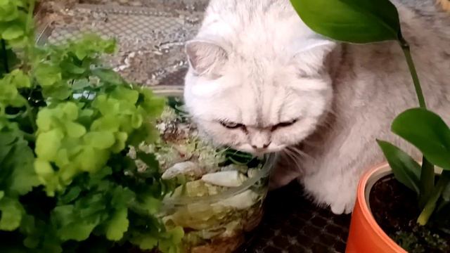 26 октября 2022 г.Маркуша и его водоёмчик смотреть онлайн