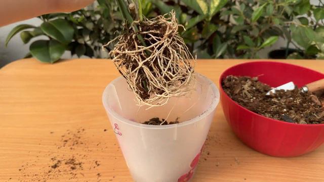 Gießen Sie es einfach in die Wurzeln der Orchidee! Orchideenwurzeln wachsen 500 % schneller смотреть онлайн