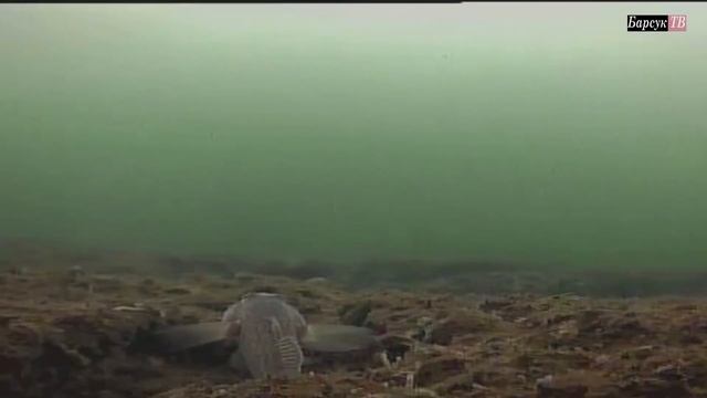 Подводная камера Eyoyo 15м 1000TVL смотреть онлайн