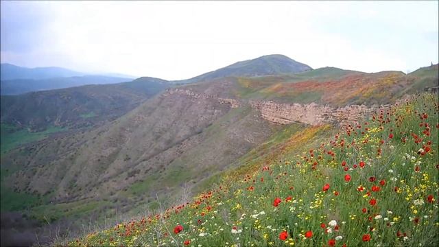 Маки на склонах Дагестана. смотреть онлайн