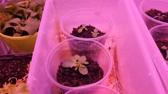 Часть 1. Выращиваю комнатные огурцы и помидоры дома. Спаржевая фасоль. 30 дней с момента посадки. смотреть онлайн