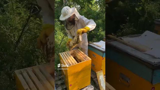 Натуральный мёд акации. смотреть онлайн