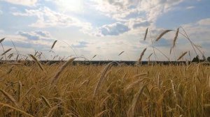 Деревня Сырково. Вологодская область. Русский север