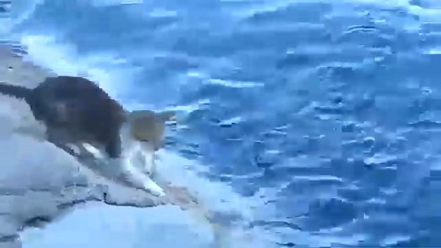 Прикольный кот Смешно ловит рыбу смотреть онлайн