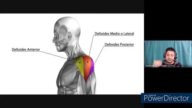 anatomía de la calistenia | anatomía de las dominadas | Biomecanica de las dominadas смотреть онлайн