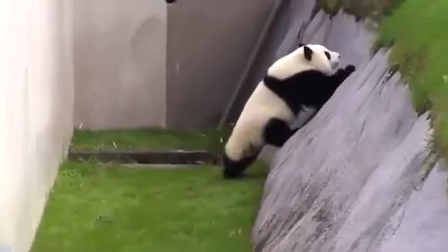 Такая милая и неуклюжая панда )) смотреть онлайн