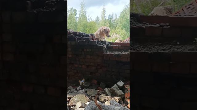 Лабрадор FT Рабочего разведения. Рокки 3 года. тренировка техно. СПб. 08.24. смотреть онлайн