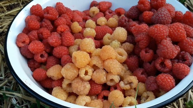 Обзор сортов Малина у меня в саду/Жёлтый Гигант рем сорт/Краса России урожайный крупноплодный сорт. смотреть онлайн