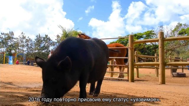 Гигантские панды больше не считаются вымирающим видом смотреть онлайн