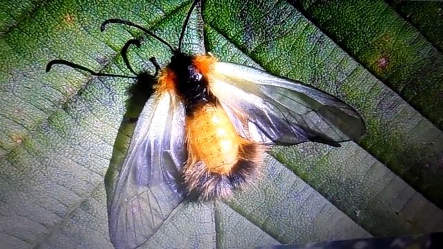 Мохнатая шмелевидка и бабочка-"колибри". смотреть онлайн