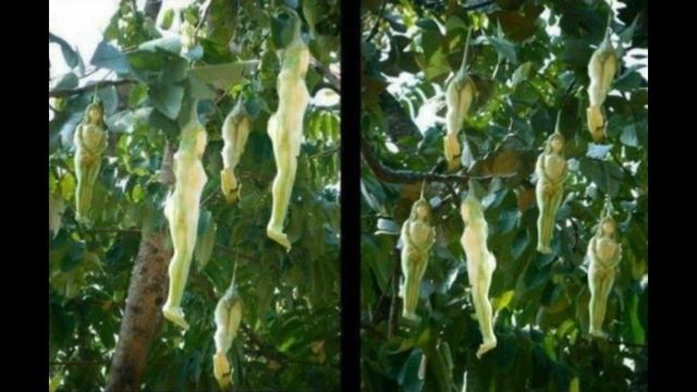 Secret World Imagine Beautiful Narilatha Flower смотреть онлайн