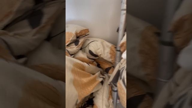 Потеряла  кота Бэтмена. А он оказался в шкафу в одеяле. Животные