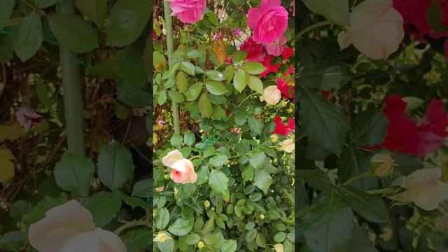 多姿的玫瑰（2023/6/16） смотреть онлайн