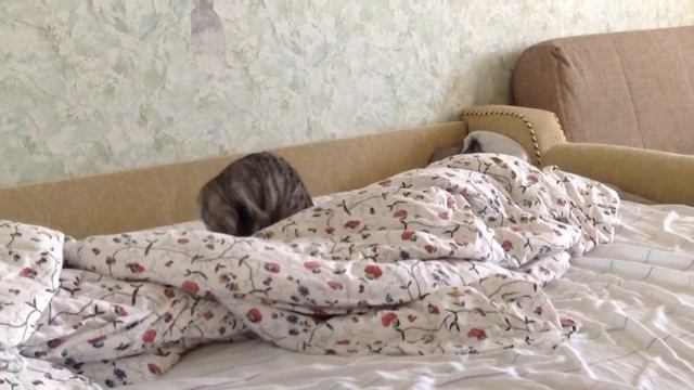 Кошка и шприцовка смотреть онлайн